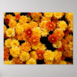 Orange Yellow Mums Print