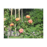 Orange/Yellow Rose Bush Post Cards