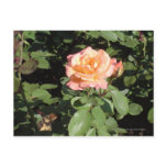Orange & Yellow Rose Postcards