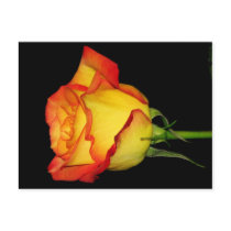 Orange-Yellow  Rose Postcard