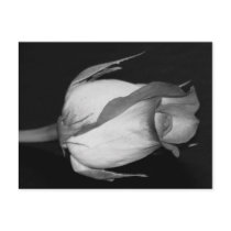Orange-Yellow  Rose Postcard