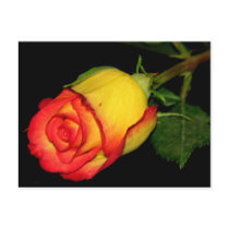 Orange-Yellow  Rose Post Card