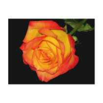 Orange-Yellow  Rose Postcard