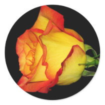 Orange-Yellow Rose Round Stickers