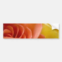 Orange & Yellow Roses Bumper Sticker