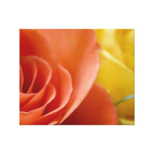 Orange & Yellow Roses Stretched Canvas Prints