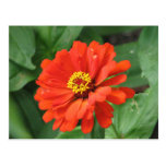 Orange Zinnia Flower Postcard