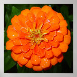Orange Zinnia II posters