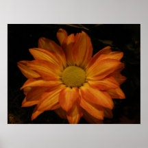 Orange zinnia poster