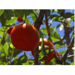 Oranges Fruit Trees photo sculptures