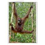 Orangutan a hangin' cards