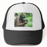 Orangutan Ape Baseball Hat