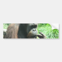 Orangutan Ape Bumper Sticker