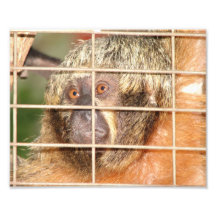 Orangutan Art Photo