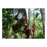 Orangutan Babies in Borneo cards