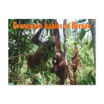 Orangutan babies in Borneo