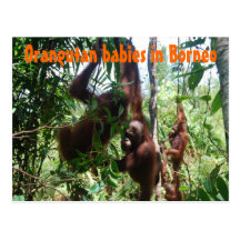 Orangutan babies in Borneo Postcards