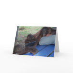 Orangutan Babies Need a Mummy cards