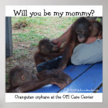 Orangutan Babies Want a Mommy Poster