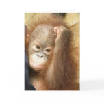 Orangutan Baby Card