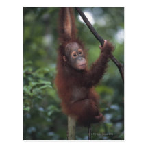 Orangutan Baby Climbing Liana Post Cards