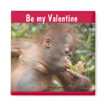 Orangutan Baby Valentine's Day Fridge Magnets