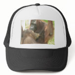 Orangutan Breastfeeding