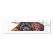 Orangutan Bumper Stickers