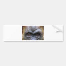 Orangutan Bumper Sticker