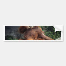 orangutan bumper sticker