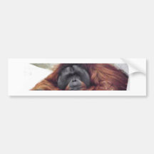 Orangutan Bumper Stickers