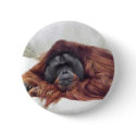 Orangutan buttons