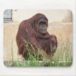 Orangutan Close Portrait Mousepad