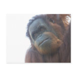 orangutan cutie postcards