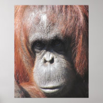 Orangutan Eyes Posters