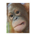 Orangutan Face postcards