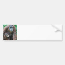 Orangutan Family  Bumper Stickers