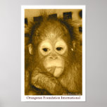 Orangutan Foundation International