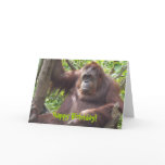 Orangutan Happy Birhtday! Card