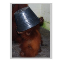 Orangutan Hide and Seek Post Card