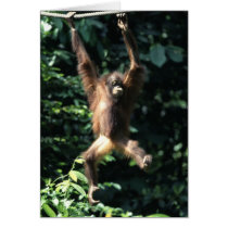 Orangutan in Borneo Greeting Card