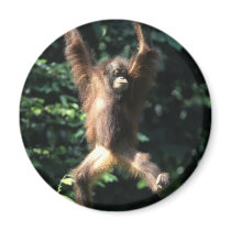 Orangutan in Borneo Refrigerator Magnets