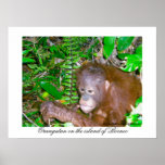 Orangutan in Rainforest Habitat Print