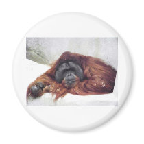 Orangutan Fridge Magnets