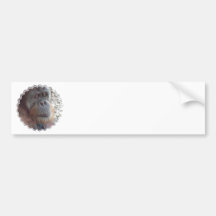 Orangutan Photo Bumper Sticker
