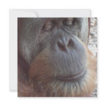 Orangutan Photo Print Invitations
