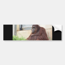 Orangutan Portrait Bumper Stickers