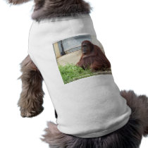 Orangutan Portrait Pet Tee Shirt