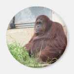 Orangutan Portrait Magnet