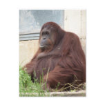 Orangutan Portrait postcards